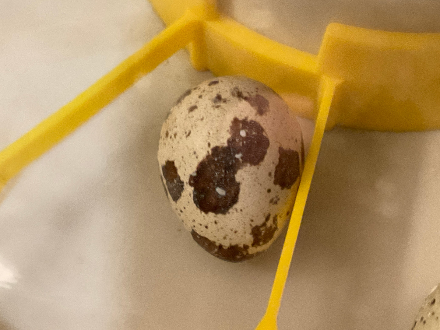 Fertile quail eggs for hatching