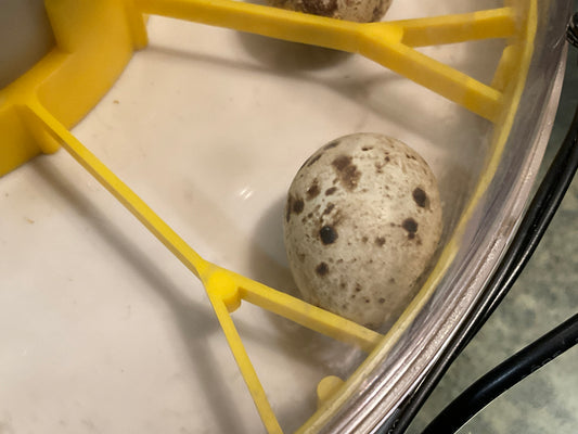 Fertile quail eggs for hatching